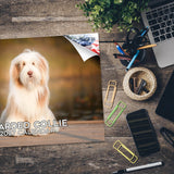 Bearded Collie Wall Calendar 2027 - 12" x 9" 14-Month Dog Breed Calendar