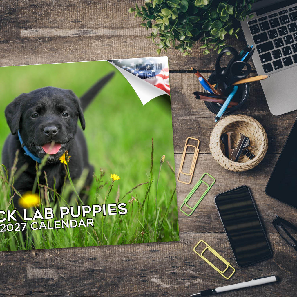 Black Labrador Puppies Wall Calendar 2027 - 12" x 9" 14-Month Dog Breed Calendar