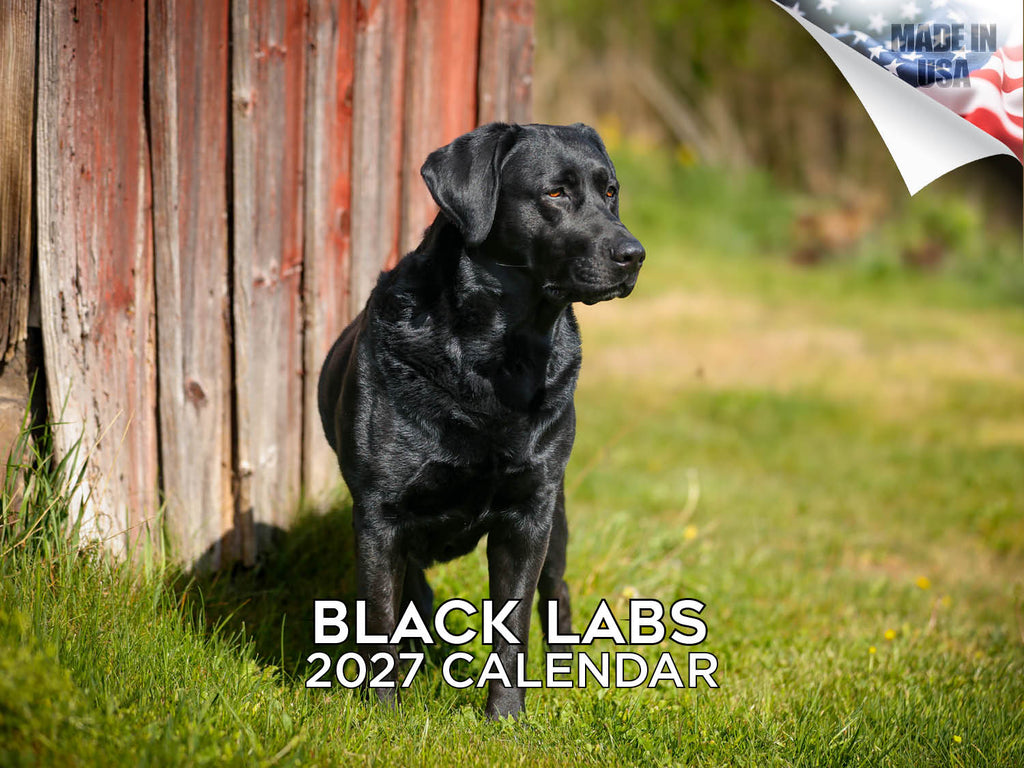 Black Labrador Wall Calendar 2027 - 12" x 9" 14-Month Dog Breed Calendar