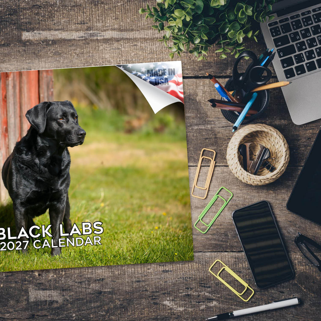 Black Labrador Wall Calendar 2027 - 12" x 9" 14-Month Dog Breed Calendar