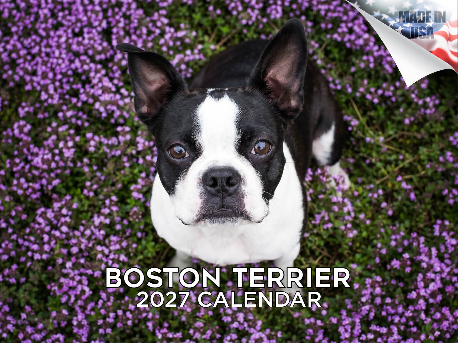 Boston Terrier Wall Calendar 2027 - 12
