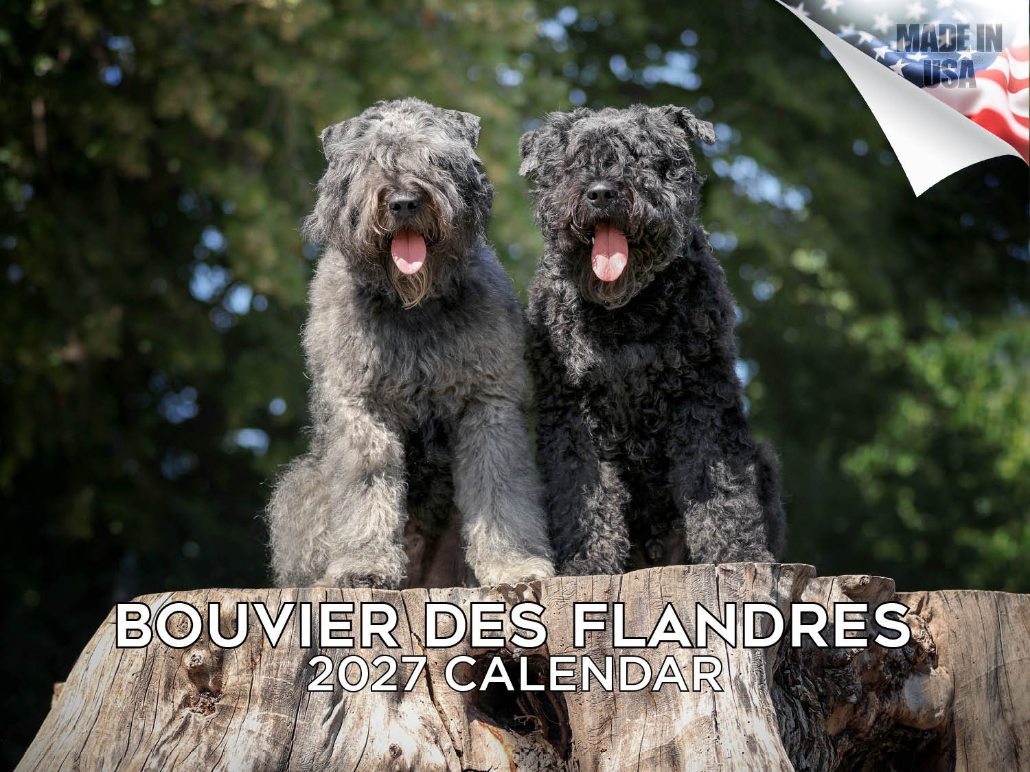 Bouvier Des Flandres Wall Calendar 2027 - 12