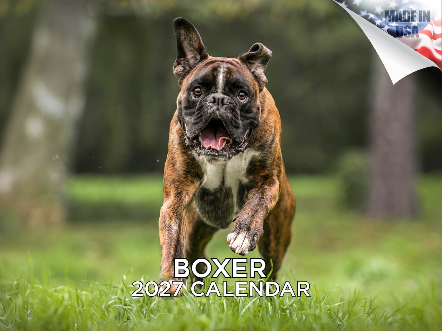 Boxer Wall Calendar 2027 - 12