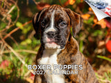 Boxer Puppies Wall Calendar 2027 - 12" x 9" 14-Month Dog Breed Calendar