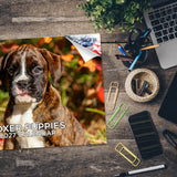 Boxer Puppies Wall Calendar 2027 - 12" x 9" 14-Month Dog Breed Calendar