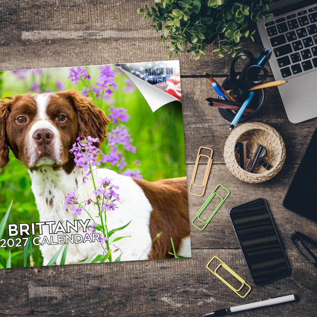 Brittany Wall Calendar 2027 - 12" x 9" 14-Month Dog Breed Calendar