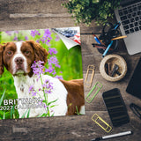Brittany Wall Calendar 2027 - 12" x 9" 14-Month Dog Breed Calendar