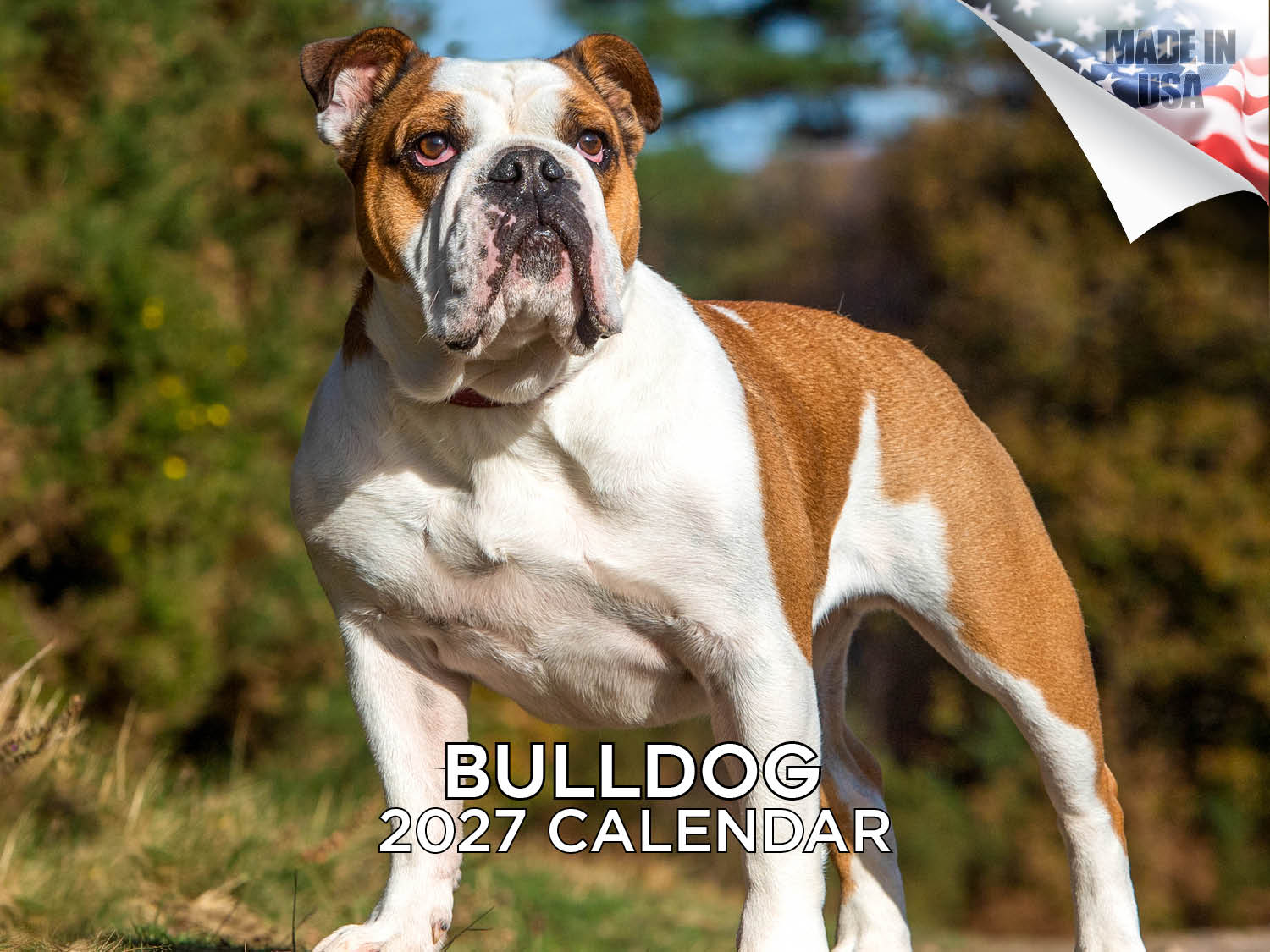 Bulldog Wall Calendar 2027 - 12