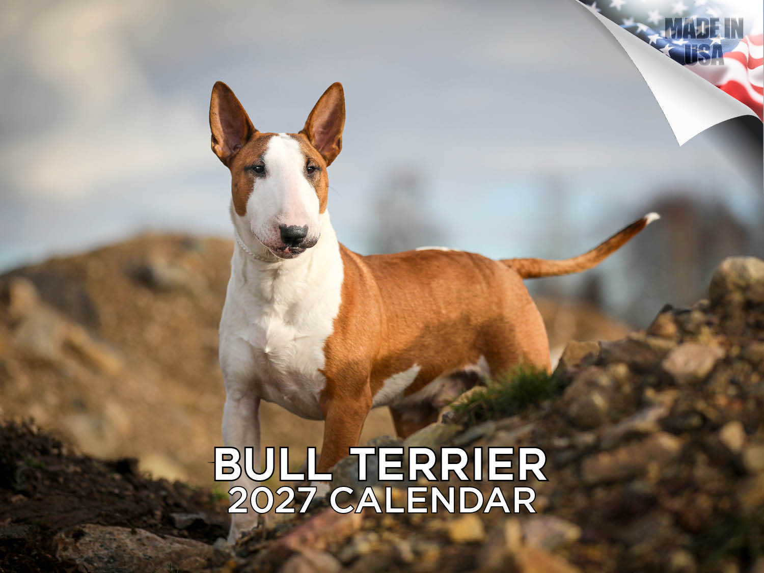 Bull Terrier Wall Calendar 2027 - 12