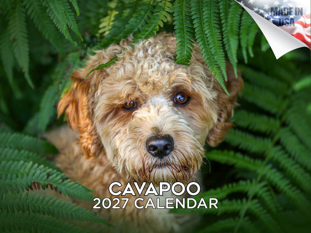 Cavapoo Wall Calendar 2027 - 12" x 9" 14-Month Dog Breed Calendar
