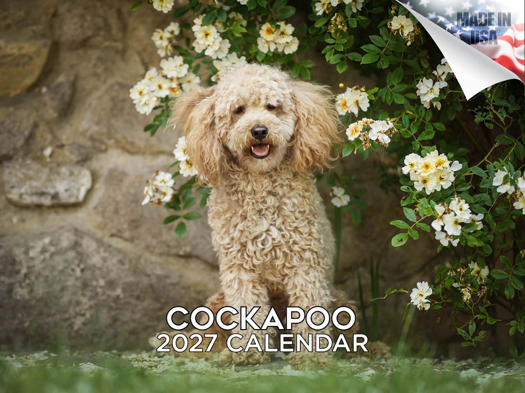 Cockapoo Wall Calendar 2027 - 12" x 9" 14-Month Dog Breed Calendar