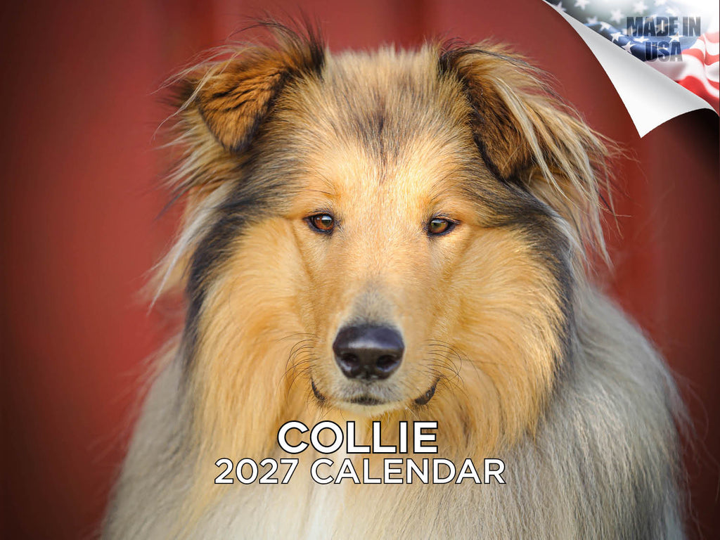 Collie Wall Calendar 2027 - 12" x 9" 14-Month Dog Breed Calendar