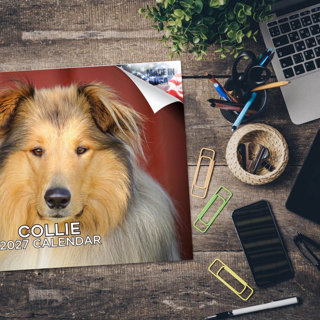 Collie Wall Calendar 2027 - 12" x 9" 14-Month Dog Breed Calendar