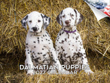 Dalmatian Puppies Wall Calendar 2027 - 12" x 9" 14-Month Dog Breed Calendar