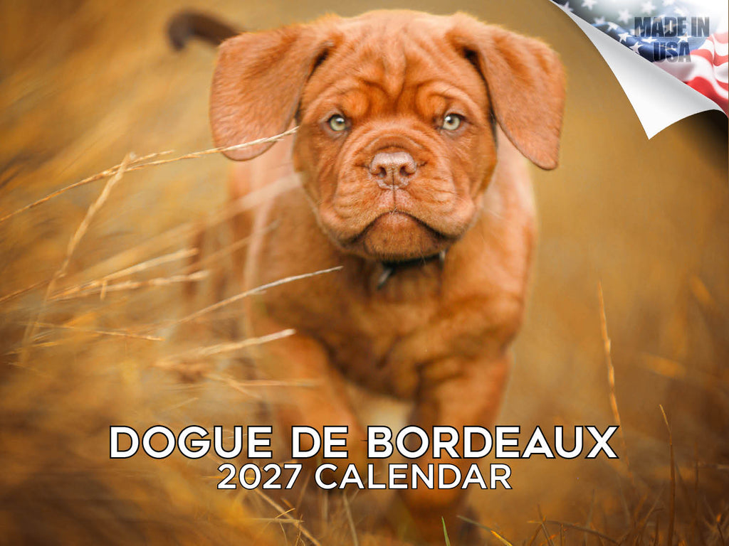 Dogue De Bordeaux Wall Calendar 2027 - 12" x 9" 14-Month Dog Breed Calendar