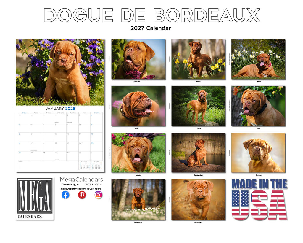 Dogue De Bordeaux Wall Calendar 2027 - 12" x 9" 14-Month Dog Breed Calendar