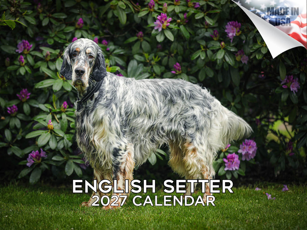 English Setter Wall Calendar 2027 - 12" x 9" 14-Month Dog Breed Calendar