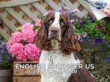 American English Springer Spaniel Wall Calendar 2027 - 12" x 9" 14-Month Dog Breed