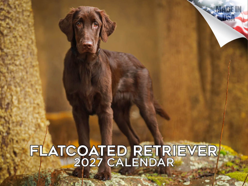 Flat-Coated Retriever Wall Calendar 2027 - 12" x 9" 14-Month Dog Breed Calendar