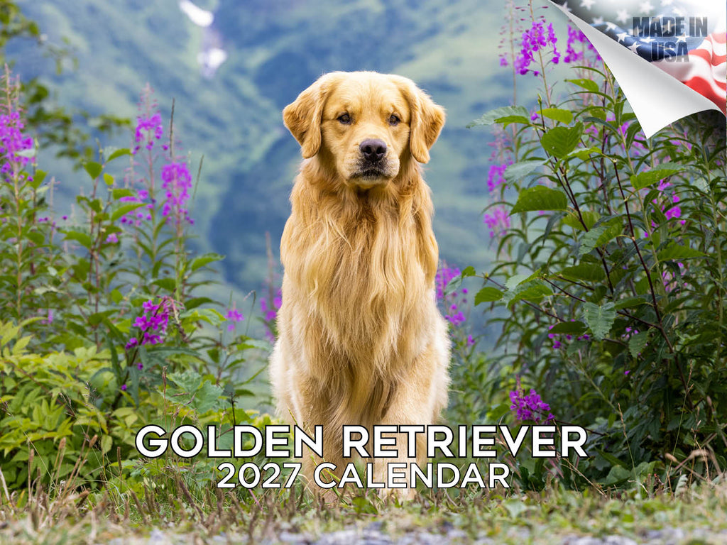 Golden Retriever Wall Calendar 2027 - 12" x 9" 14-Month Dog Breed Calendar
