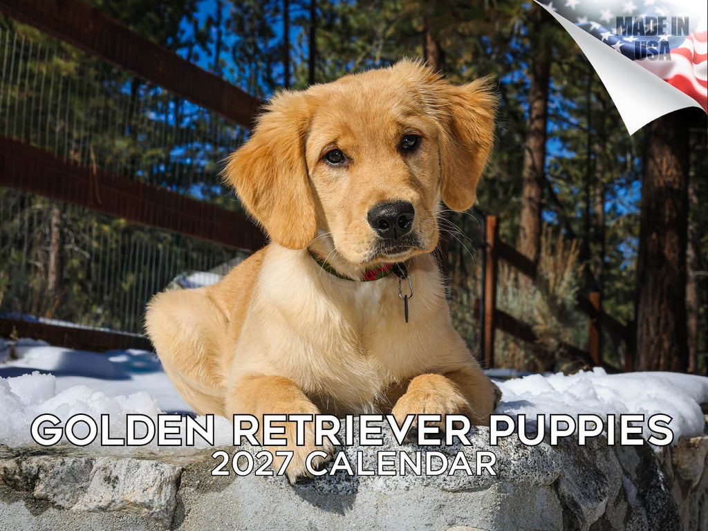 Golden Retriever Puppies Wall Calendar 2027 - 12" x 9" 14-Month Dog Breed