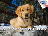 Golden Retriever Puppies Wall Calendar 2027 - 12" x 9" 14-Month Dog Breed