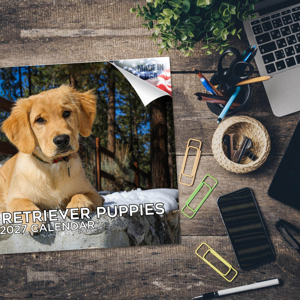 Golden Retriever Puppies Wall Calendar 2027 - 12" x 9" 14-Month Dog Breed