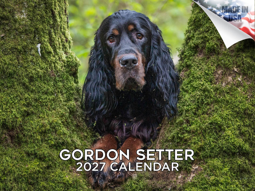Gordon Setter Wall Calendar 2027 - 12" x 9" 14-Month Dog Breed Calendar