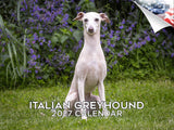 Italian Greyhound Wall Calendar 2027 - 12" x 9" 14-Month Dog Breed Calendar