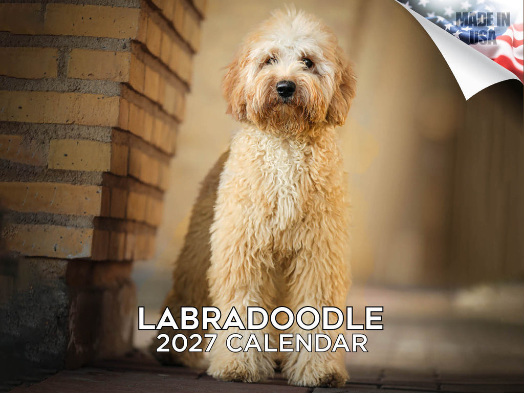 Labradoodle Wall Calendar 2027 - 12" x 9" 14-Month Dog Breed Calendar