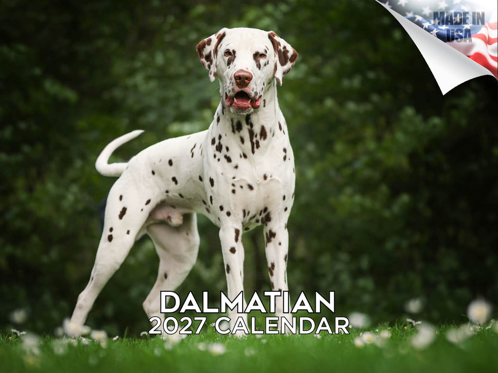 Dalmatian Wall Calendar 2027 - 12" x 9" 14-Month Dog Breed Calendar