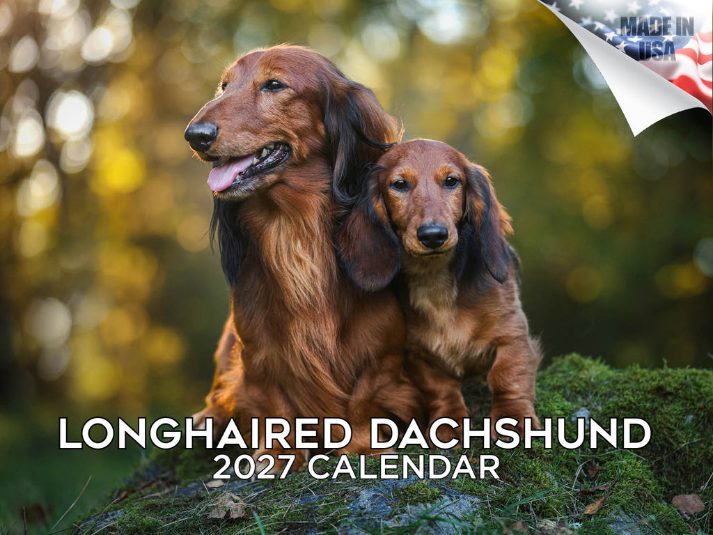 Longhaired Dachshund Wall Calendar 2027 - 12" x 9" 14-Month Dog Breed Calendar