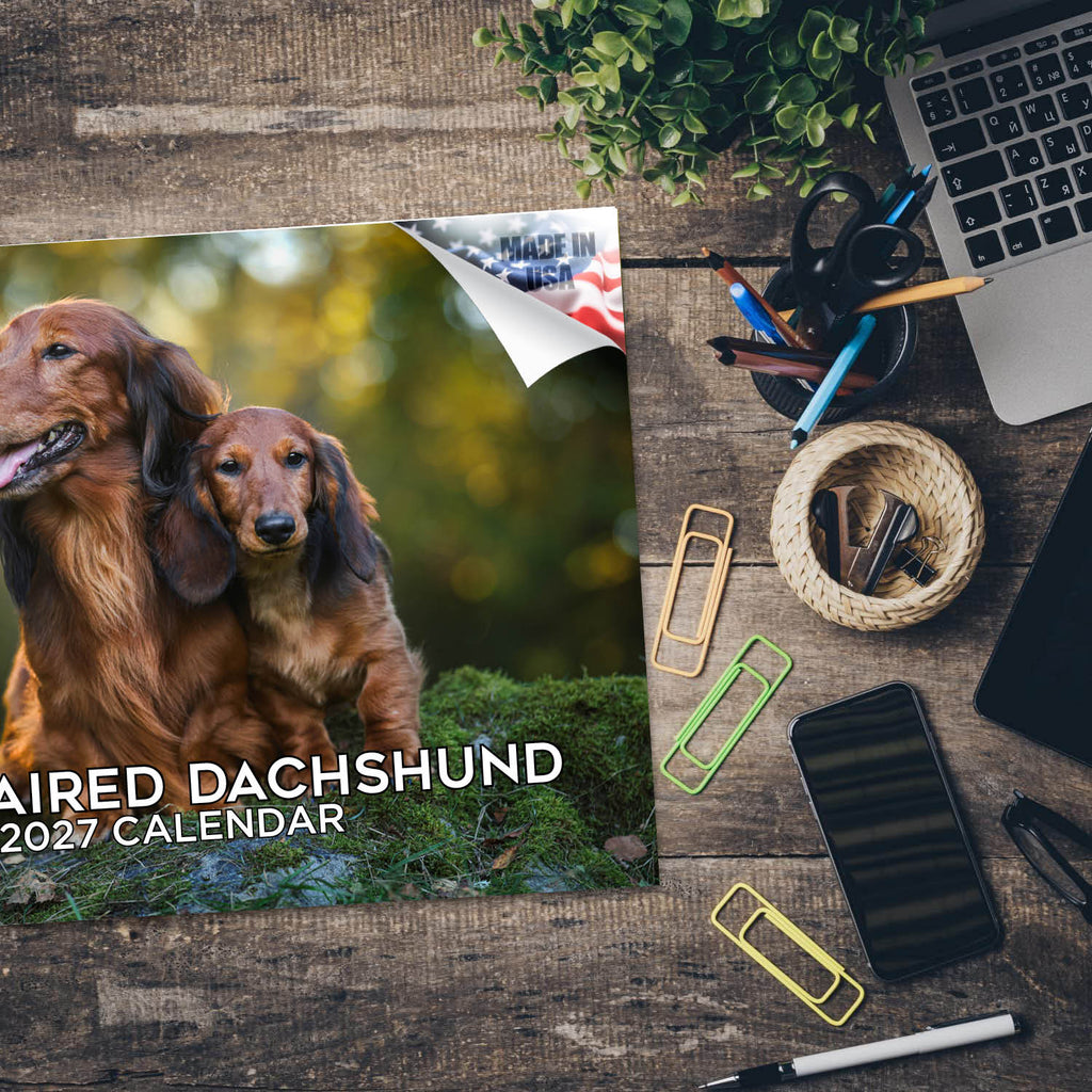 Longhaired Dachshund Wall Calendar 2027 - 12" x 9" 14-Month Dog Breed Calendar