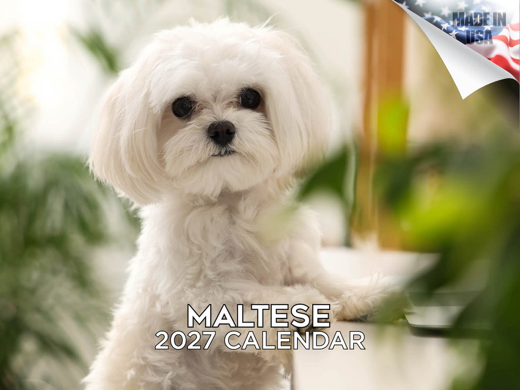 Maltese Wall Calendar 2027 - 12" x 9" 14-Month Dog Breed Calendar