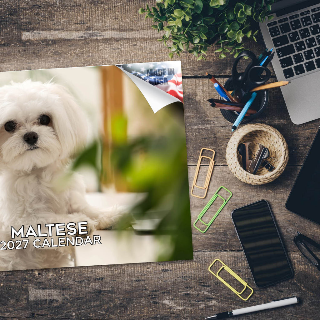 Maltese Wall Calendar 2027 - 12" x 9" 14-Month Dog Breed Calendar