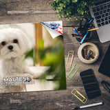 Maltese Wall Calendar 2027 - 12" x 9" 14-Month Dog Breed Calendar