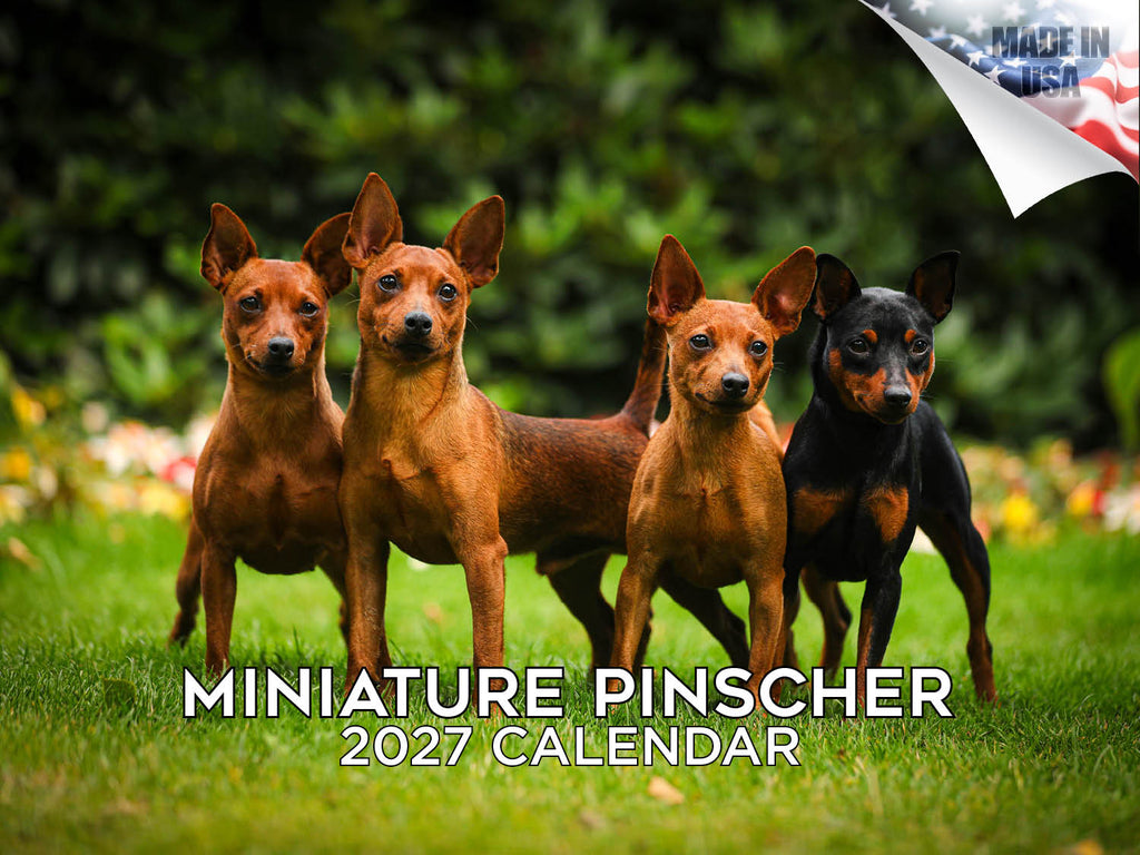 Miniature Pinscher Wall Calendar 2027 - 12" x 9" 14-Month Dog Breed Calendar