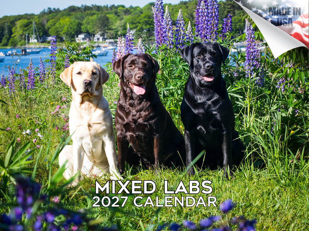 Labrador Retrievers Wall Calendar 2027 - 12" x 9" 14-Month Mixed Breed Color Calendar