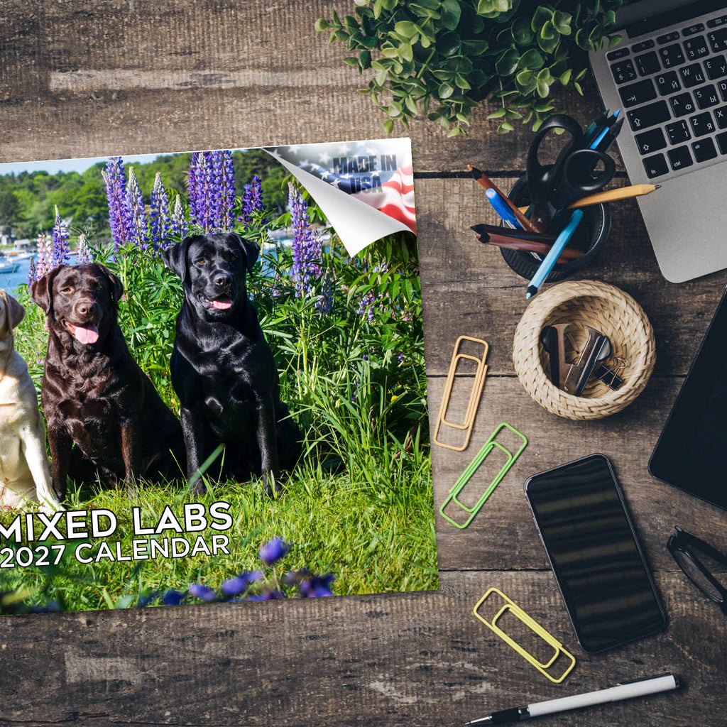 Labrador Retrievers Wall Calendar 2027 - 12" x 9" 14-Month Mixed Breed Color Calendar