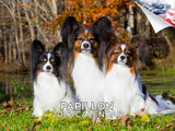 Papillon Wall Calendar 2027 - 12" x 9" 14-Month Dog Breed Calendar