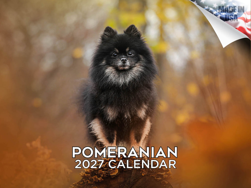 Pomeranian Wall Calendar 2027 - 12" x 9" 14-Month Dog Breed Calendar