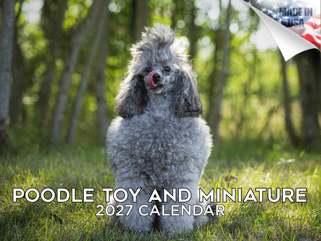 Toy & Miniature Poodle Wall Calendar 2027 - 12" x 9" 14-Month Dog Breed Calendar