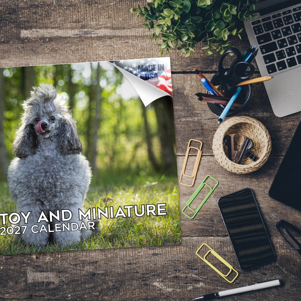 Toy & Miniature Poodle Wall Calendar 2027 - 12" x 9" 14-Month Dog Breed Calendar