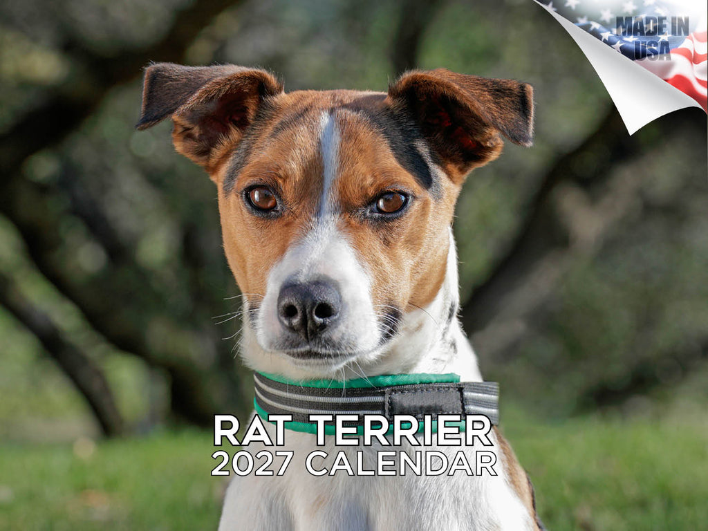 Rat Terrier Wall Calendar 2027 - 12" x 9" 14-Month Dog Breed Calendar