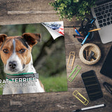 Rat Terrier Wall Calendar 2027 - 12" x 9" 14-Month Dog Breed Calendar