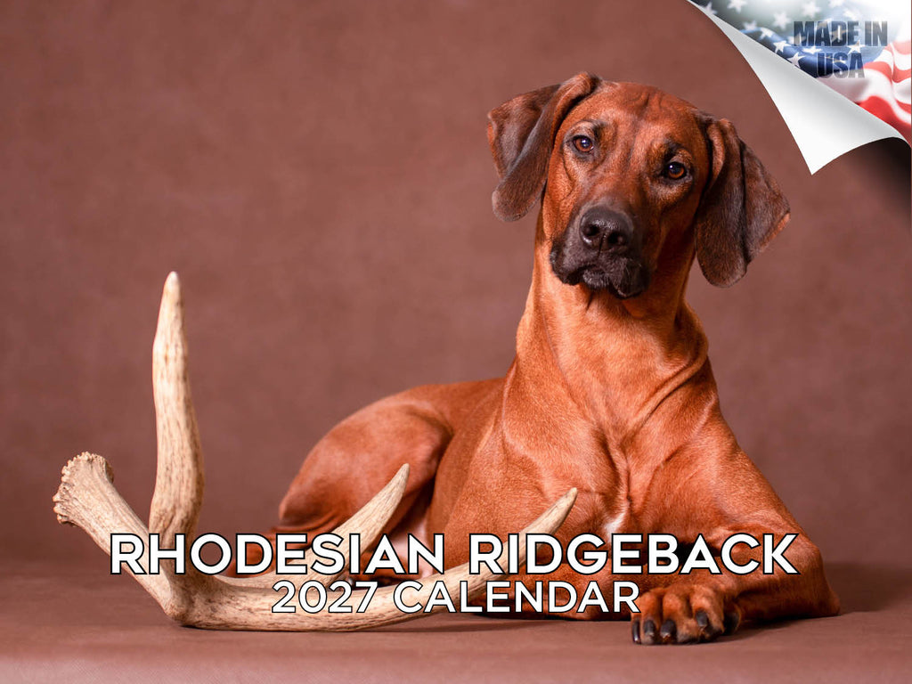 Rhodesian Ridgeback Wall Calendar 2027 - 12" x 9" 14-Month Dog Breed Calendar