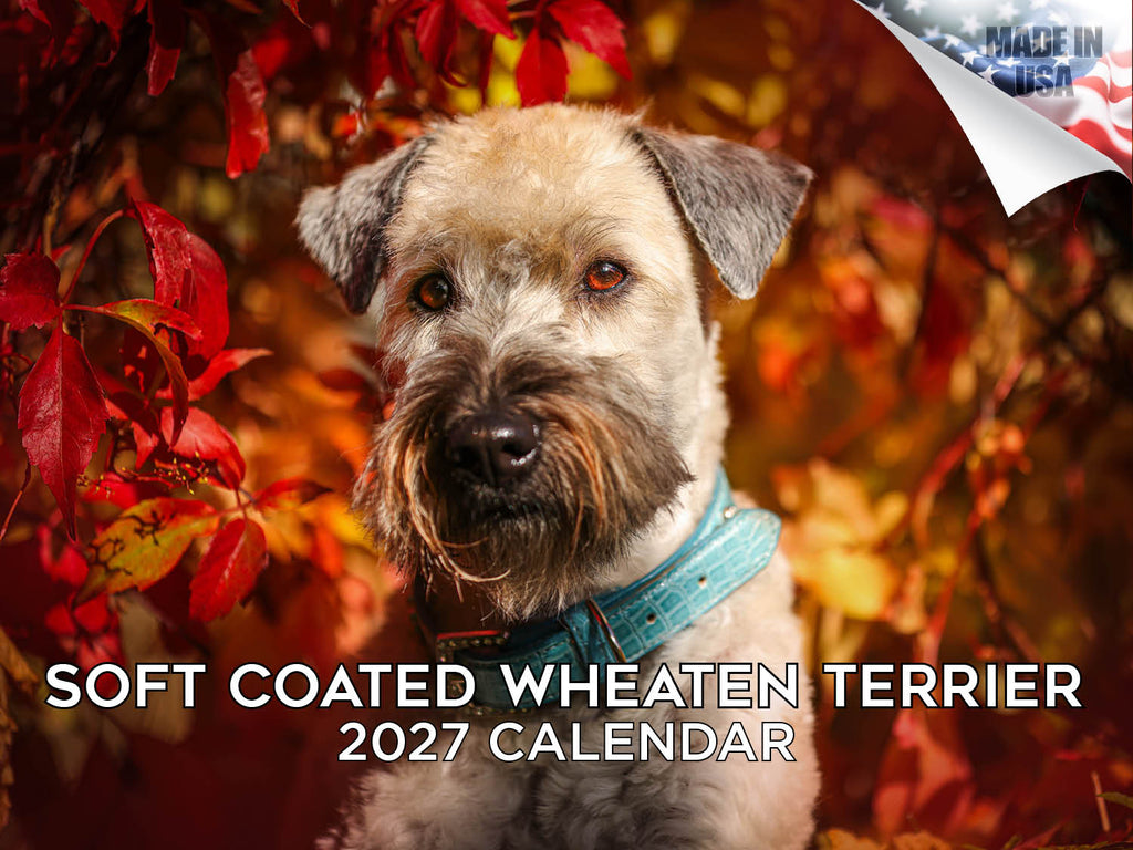 Soft Coated Wheaten Terrier Wall Calendar 2027 - 12" x 9" 14-Month Dog Breed