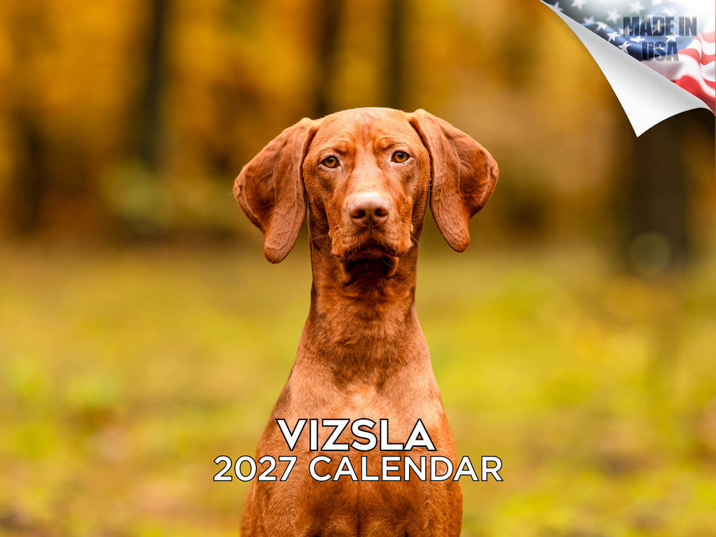 Vizsla Wall Calendar 2027 - 12" x 9" 14-Month Dog Breed Calendar
