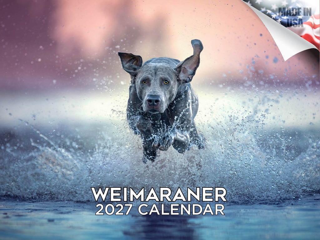 Weimaraner Wall Calendar 2027 - 12" x 9" 14-Month Dog Breed Calendar
