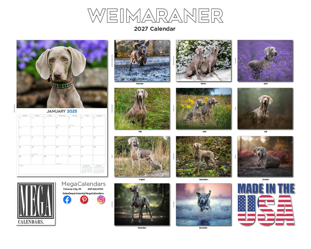 Weimaraner Wall Calendar 2027 - 12" x 9" 14-Month Dog Breed Calendar